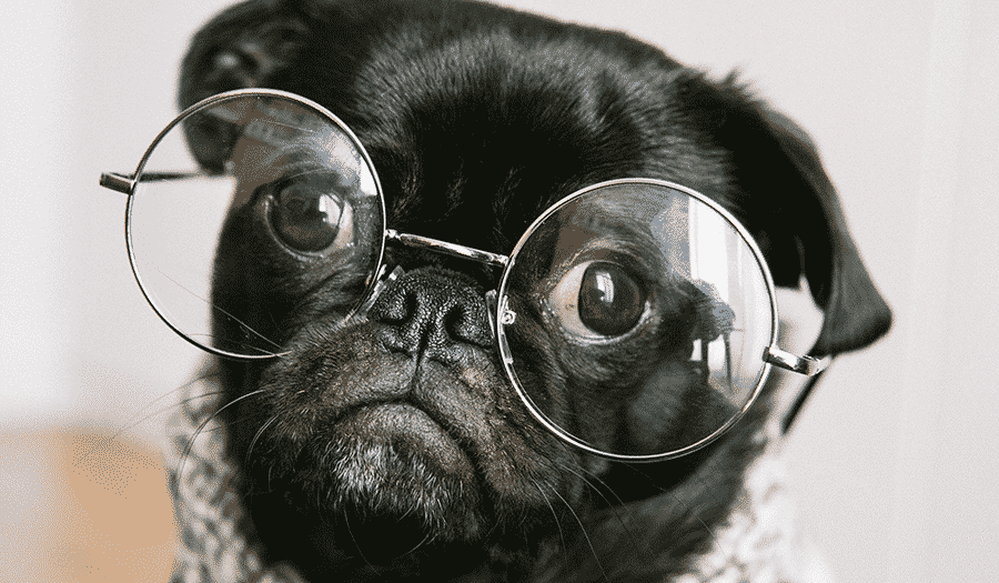 pug